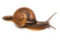 Hemiplecta distincta Ha Tien juvenil